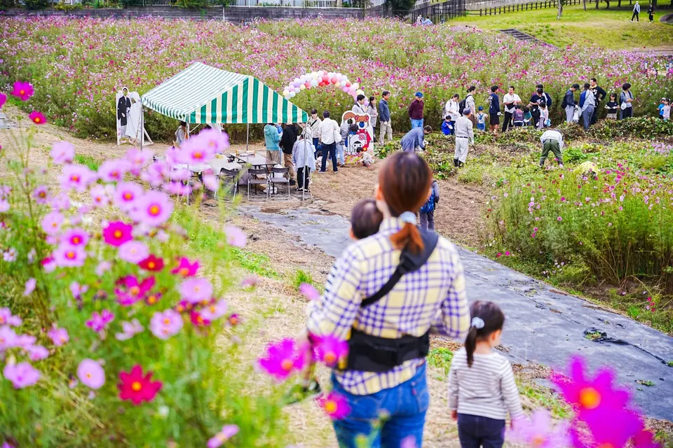 コスモス街道の写真 1